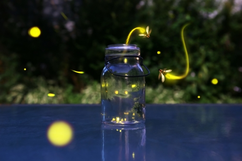 what-do-fireflies-eat.jpg